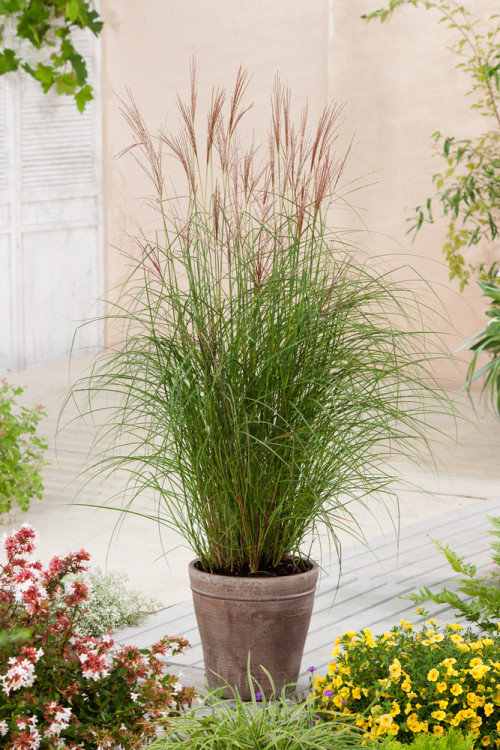 Miskant chiński 'Kleine Fontane' | Miscanthus sinensis