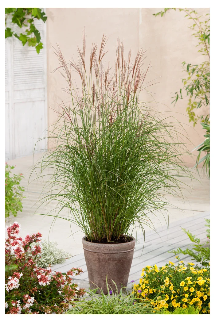 Miskant chiński 'Kleine Fontane' | Miscanthus sinensis