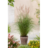 Miskant chiński 'Kleine Fontane' | Miscanthus sinensis