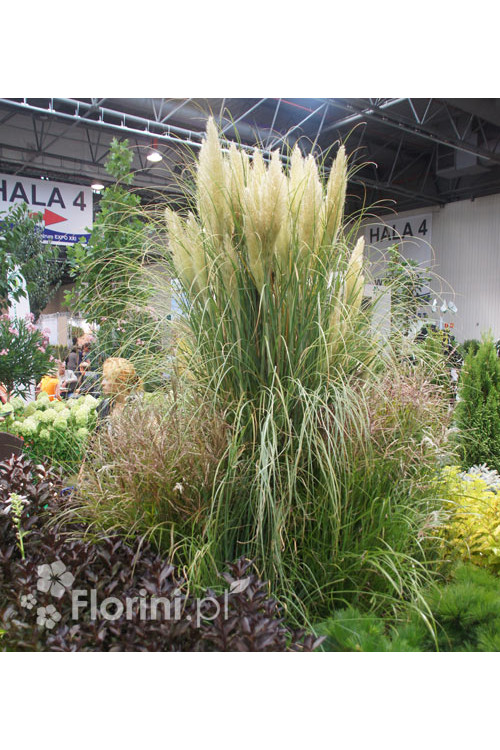 Trawa pampasowa Cortaderia selloana