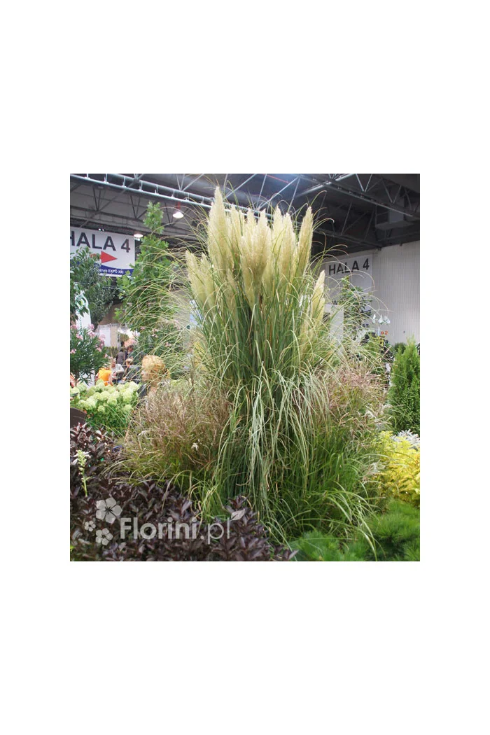 Trawa pampasowa Cortaderia selloana