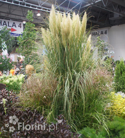 Trawa pampasowa Cortaderia selloana