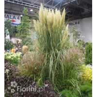 Trawa pampasowa Cortaderia selloana