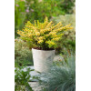 Berberys Thunberga 'Sunsation' | Berberis thunbergii