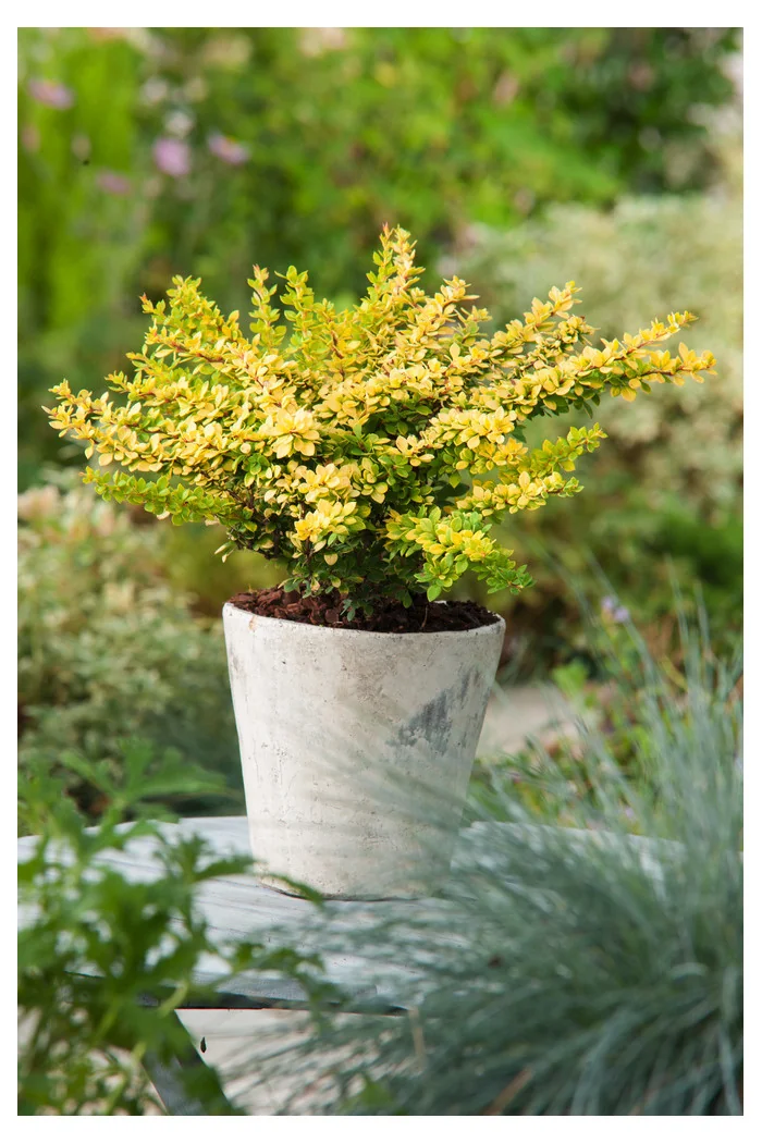 Berberys Thunberga 'Sunsation' | Berberis thunbergii