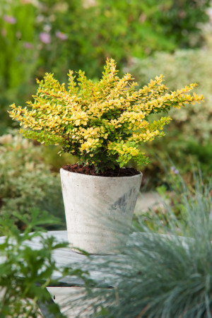 Berberys Thunberga 'Sunsation' | Berberis thunbergii