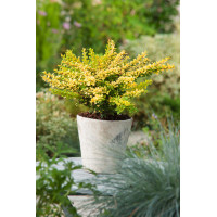 Berberys Thunberga 'Sunsation' | Berberis thunbergii