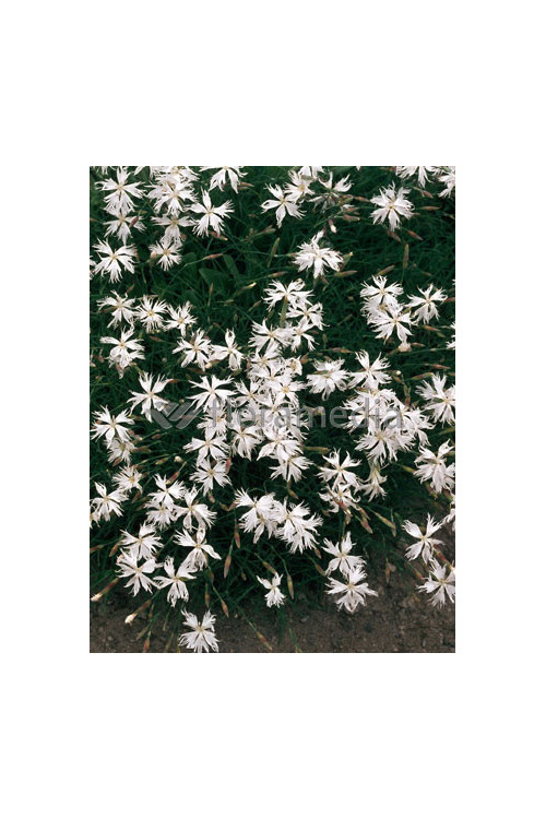 Goździk piaskowy Dianthus arenarius