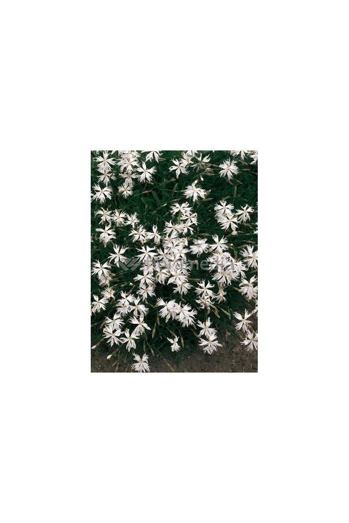 Goździk piaskowy Dianthus arenarius