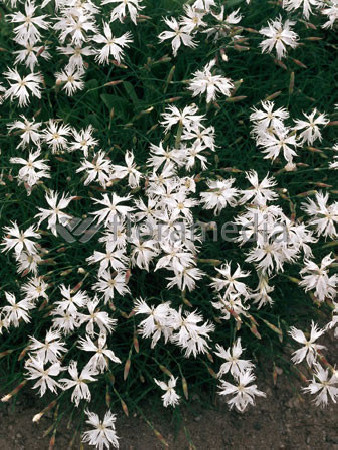 Goździk piaskowy Dianthus arenarius