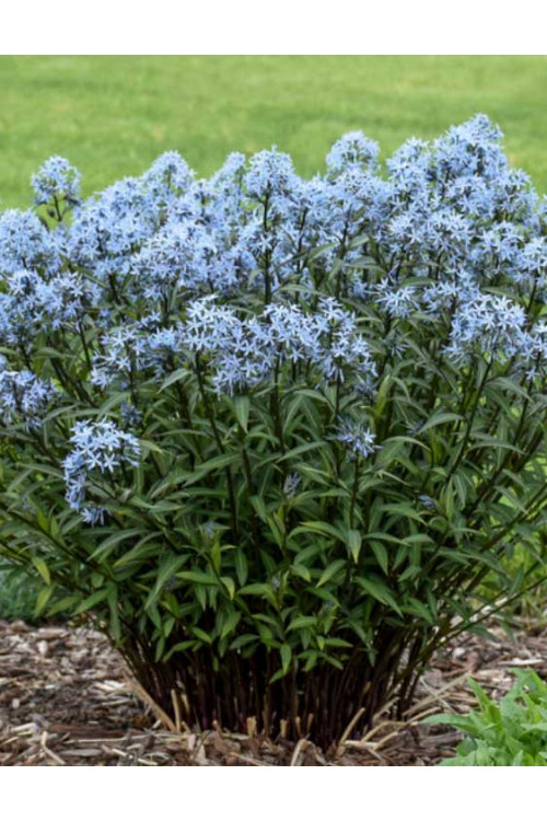 Amsonia 'Storm Cloud' | Amsonia