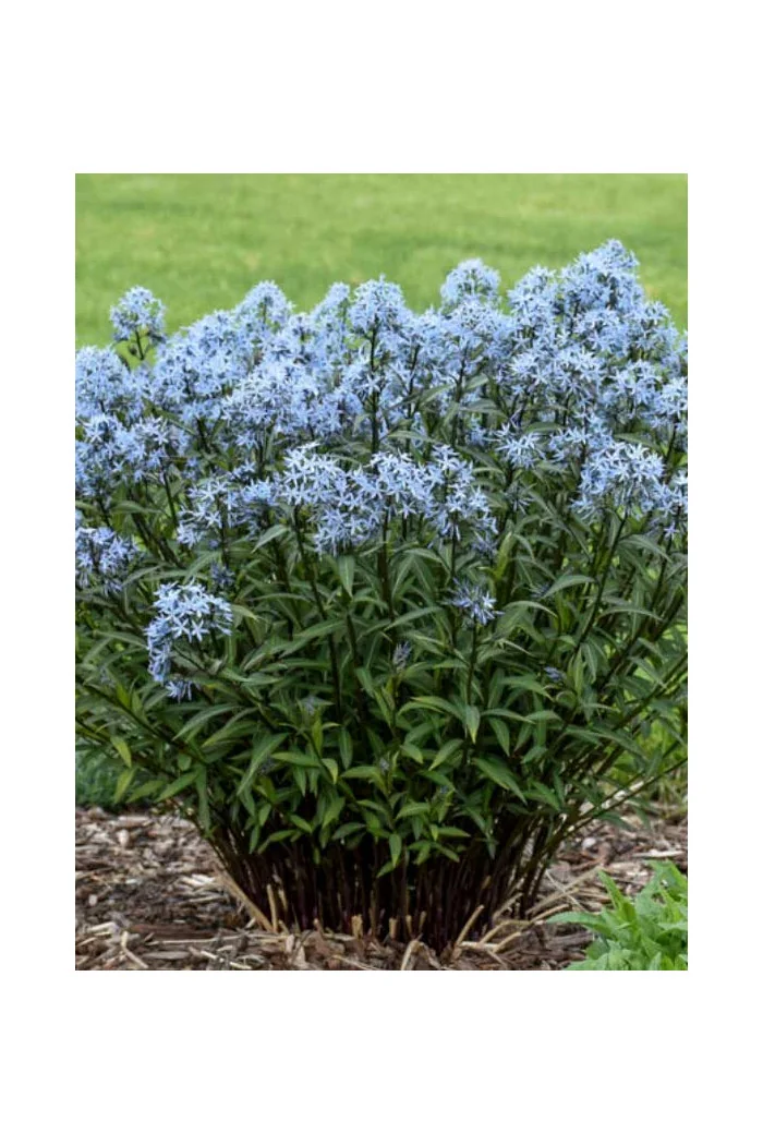 Amsonia 'Storm Cloud' | Amsonia