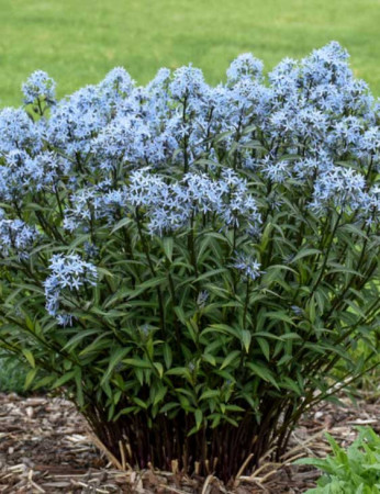 Amsonia 'Storm Cloud' | Amsonia