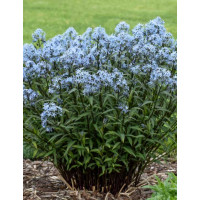 Amsonia 'Storm Cloud' | Amsonia