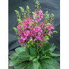 Dziewanna 'Plum Smokey' | Verbascum