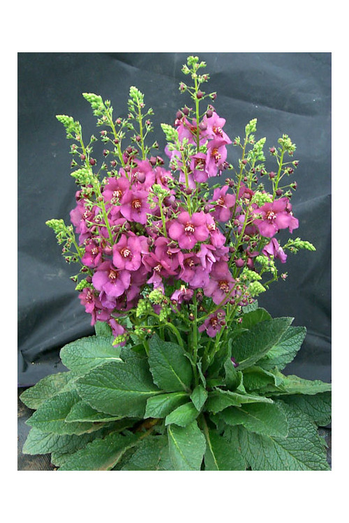 Dziewanna 'Plum Smokey' | Verbascum