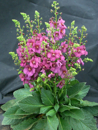 Dziewanna 'Plum Smokey' | Verbascum
