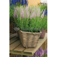 Przetacznik kłosowy 'Inspire Rose' | Veronica spicata