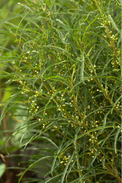 Kruszyna pospolita 'Fine Line' | Frangula alnus