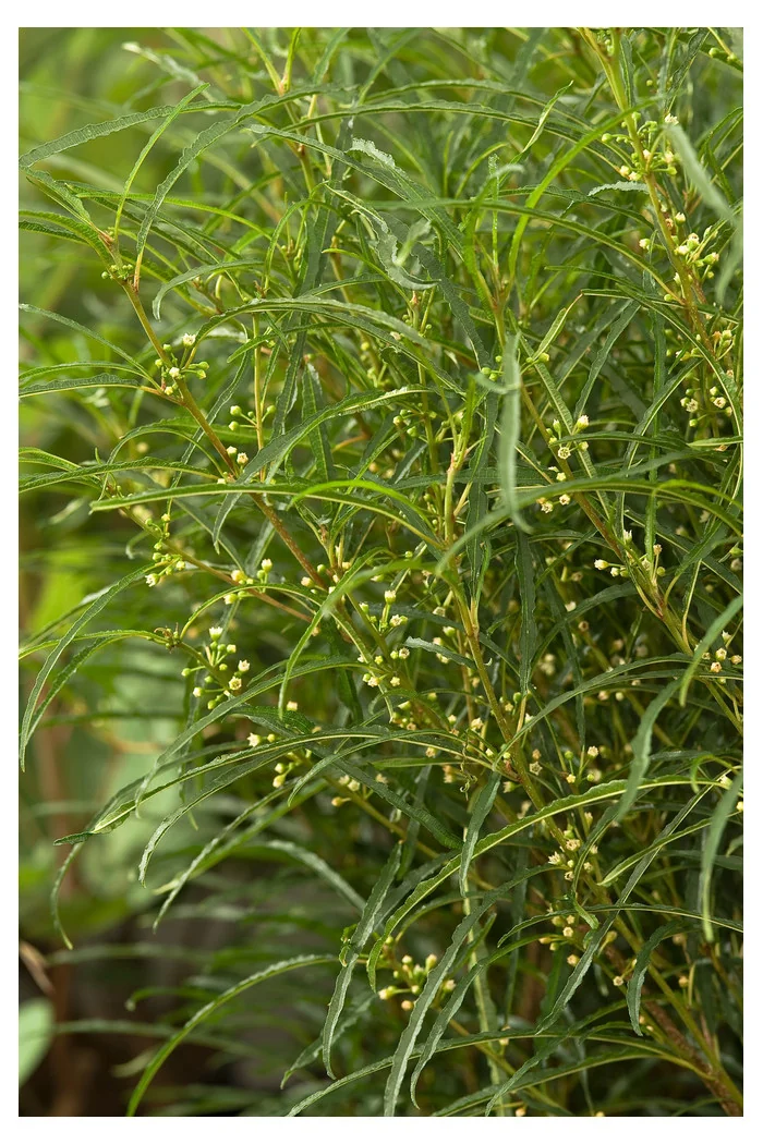 Kruszyna pospolita 'Fine Line' | Frangula alnus