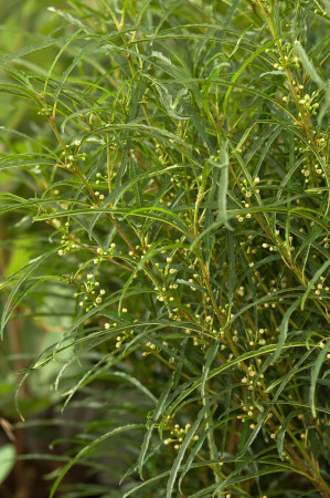 Kruszyna pospolita 'Fine Line' | Frangula alnus