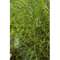 Kruszyna pospolita 'Fine Line' | Frangula alnus