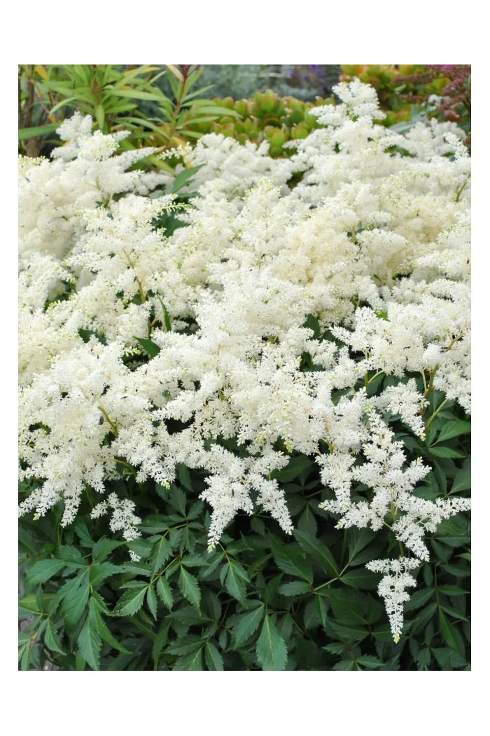 Tawułka Arendsa Irrlicht – biała bylina do cienia, kwitnie latem