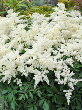 Tawułka Arendsa Irrlicht – biała bylina do cienia, kwitnie latem