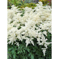 Tawułka Arendsa Irrlicht – biała bylina do cienia, kwitnie latem