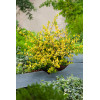 Ostrokrzew 'Golden Gem' | Ilex crenata