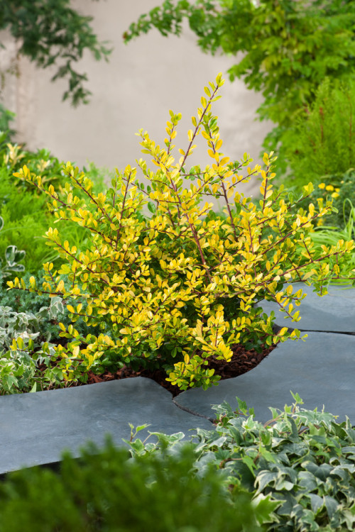 Ostrokrzew 'Golden Gem' | Ilex crenata