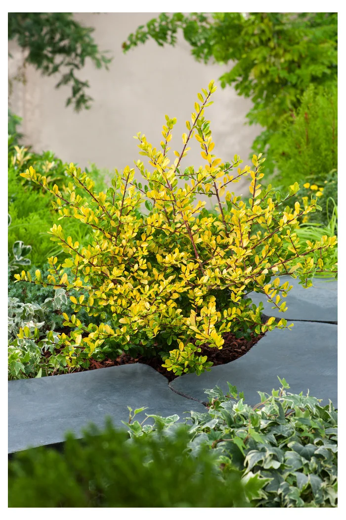 Ostrokrzew 'Golden Gem' | Ilex crenata