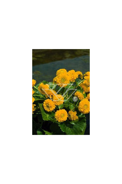 Kaczeniec błotny 'Plena' | Caltha palustris