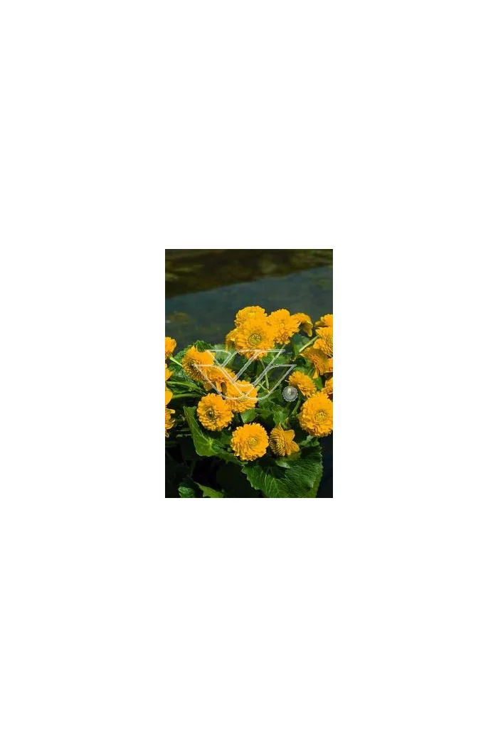 Kaczeniec błotny 'Plena' | Caltha palustris