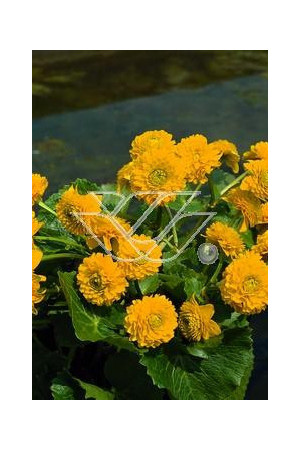 Kaczeniec błotny 'Plena' | Caltha palustris