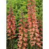 Naparstnica 'Falcon Fire' | Digitalis