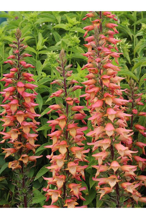 Naparstnica 'Falcon Fire' | Digitalis