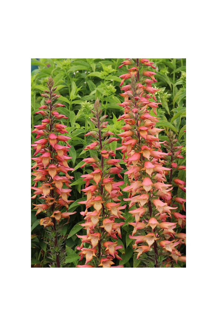 Naparstnica 'Falcon Fire' | Digitalis