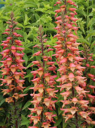 Naparstnica 'Falcon Fire' | Digitalis