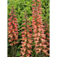 Naparstnica 'Falcon Fire' | Digitalis