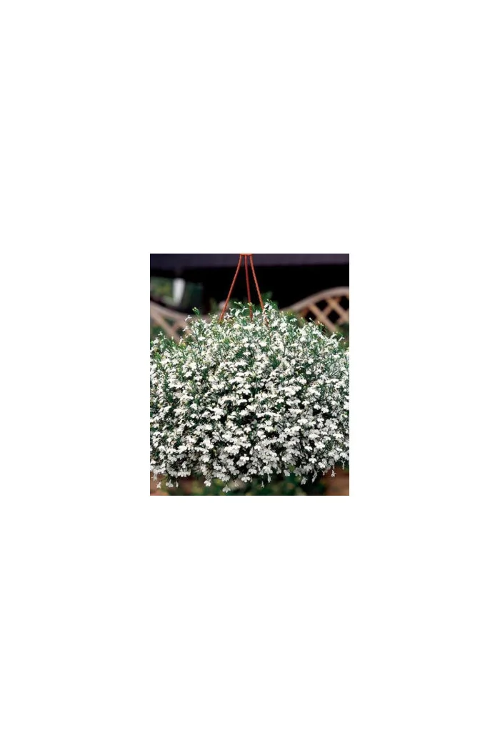 Lobelia biała Lobelia