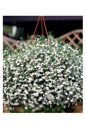 Lobelia biała Lobelia