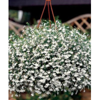 Lobelia biała Lobelia