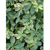 Runianka japońska 'Variegata' Pachysandra terminalis