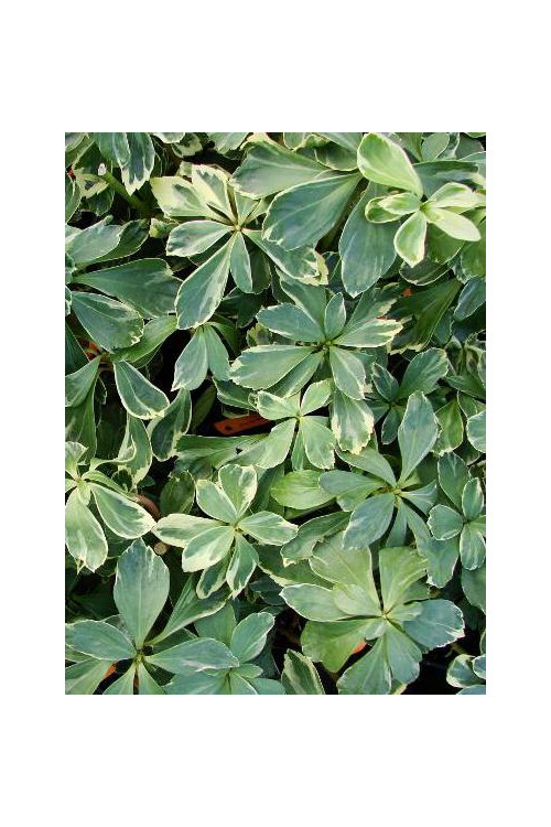 Runianka japońska 'Variegata' Pachysandra terminalis