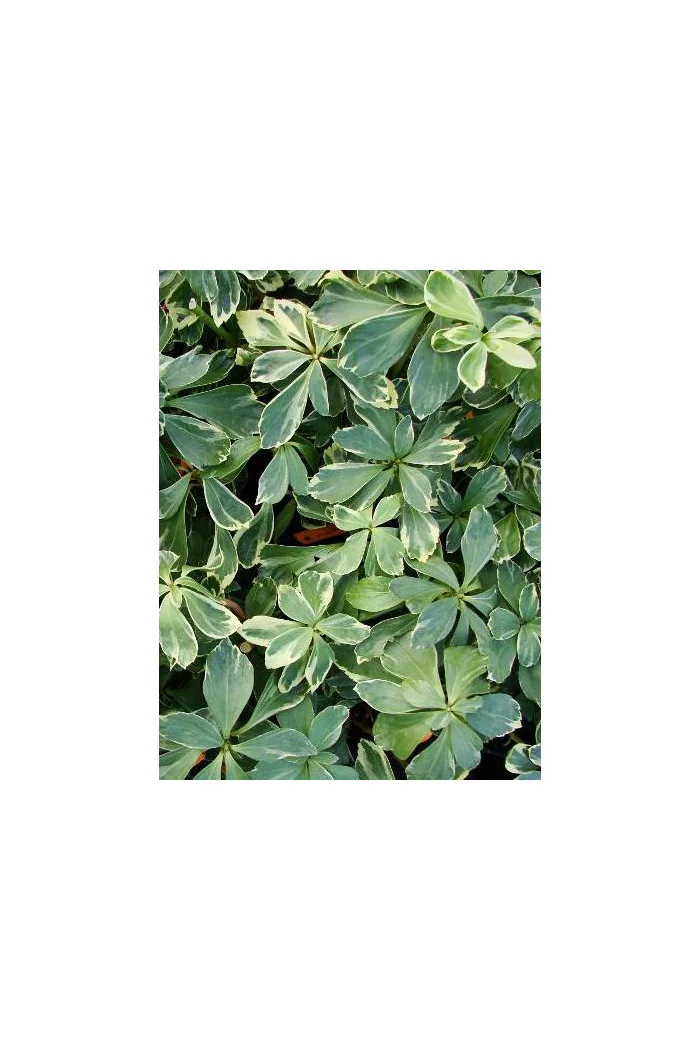 Runianka japońska 'Variegata' Pachysandra terminalis