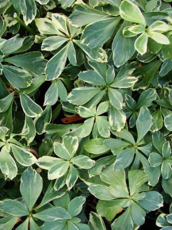 Runianka japońska 'Variegata' Pachysandra terminalis