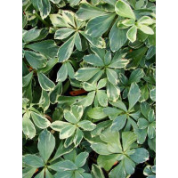 Runianka japońska 'Variegata' Pachysandra terminalis