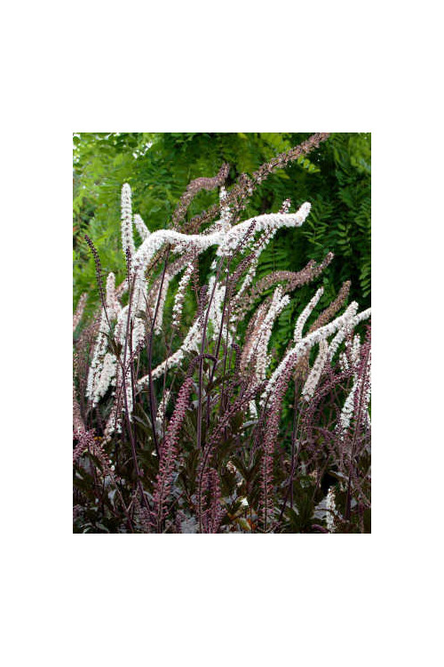 świecznica, świecznica Brunette, świecznica o ciemnych liściach, cimicifuga, pluskwica groniasta, actaea, pachnące kwiaty