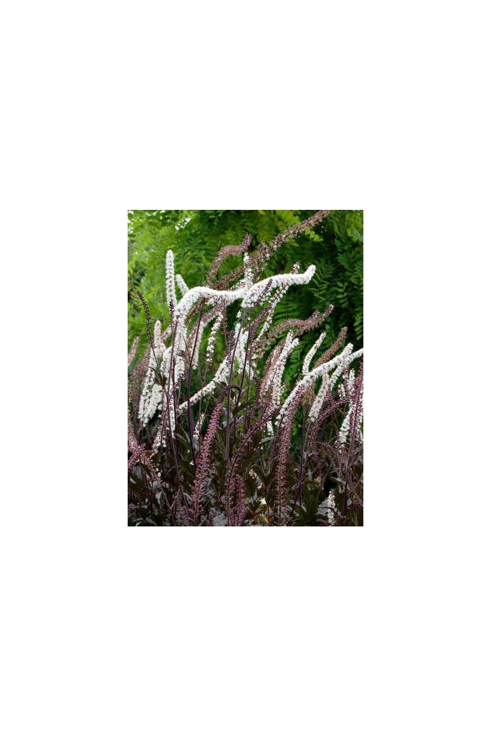 świecznica, świecznica Brunette, świecznica o ciemnych liściach, cimicifuga, pluskwica groniasta, actaea, pachnące kwiaty